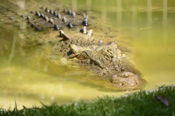 استراتژی‌های معاملاتی با alligator